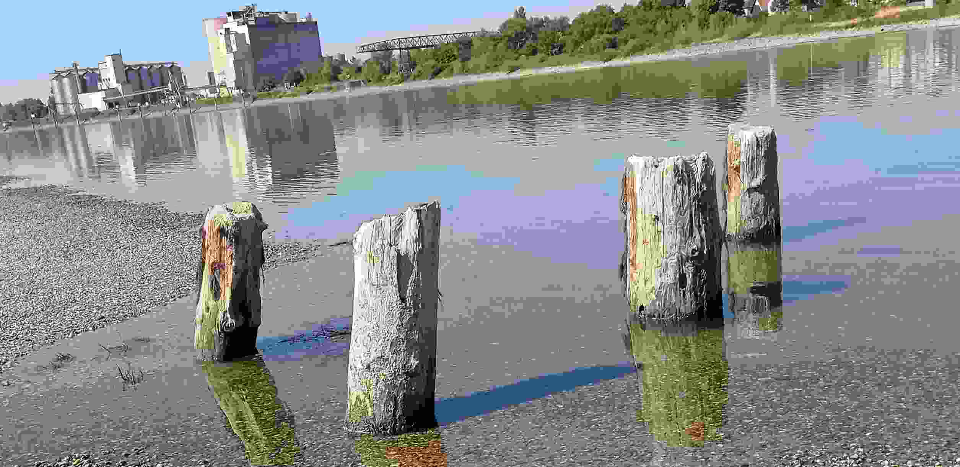 Beitragsbild für Pfähle im Rhein sind Zeitzeugnisse des letzten Weltkriegs